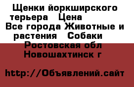 Щенки йоркширского терьера › Цена ­ 20 000 - Все города Животные и растения » Собаки   . Ростовская обл.,Новошахтинск г.